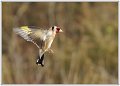 Chardonneret en vol (3)